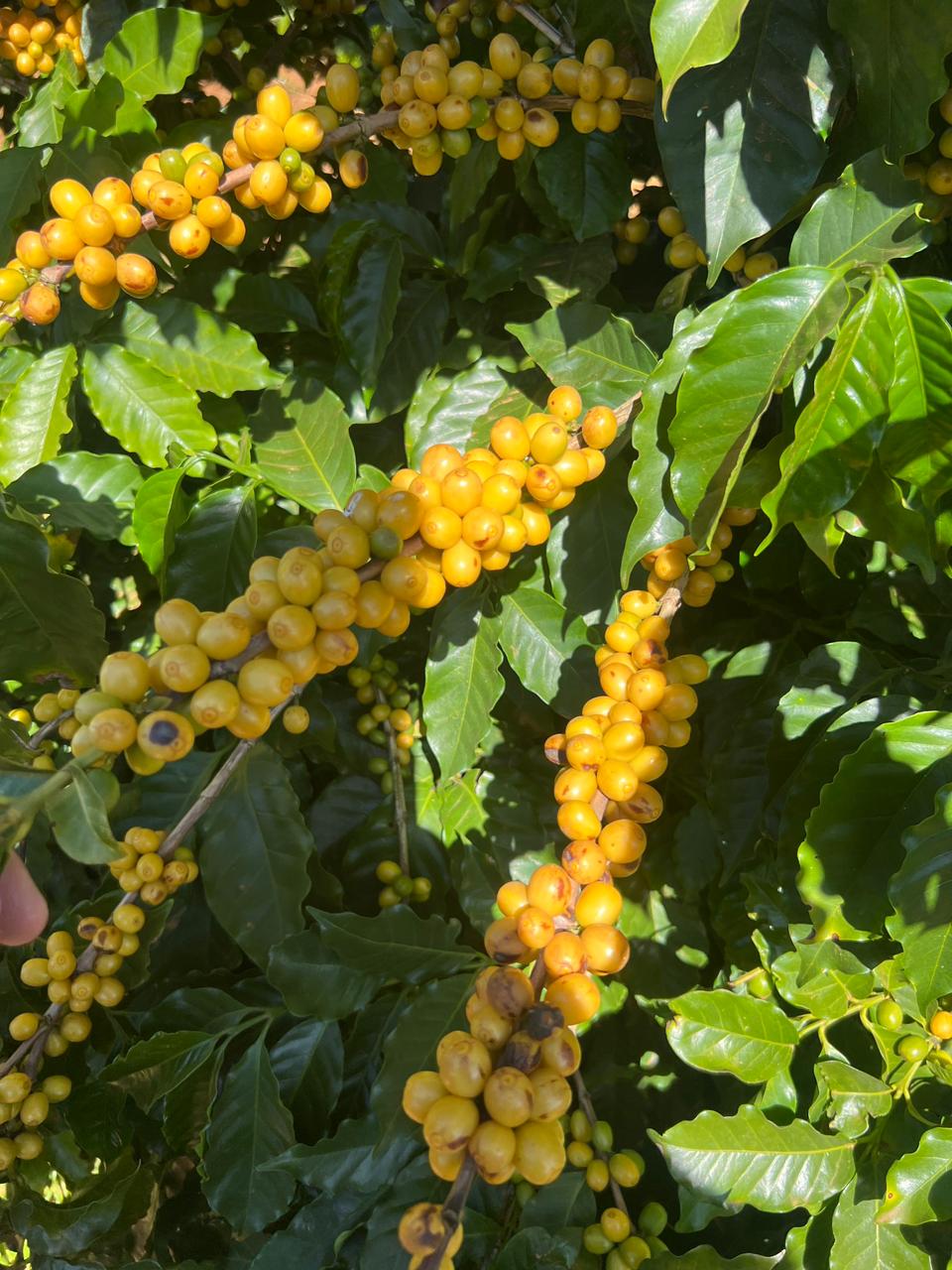 Cerezas amarillas de café bajo el sol